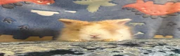 Lionhead rabbits for sale: Adorable double mane lionhead baby bunnies  - Advert 24