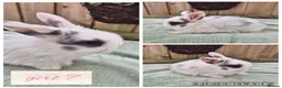 Mini Lop rabbits for sale: Ready to be reserved - Advert 7