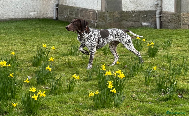 German Shorthaired Pointer dogs - Advert 1