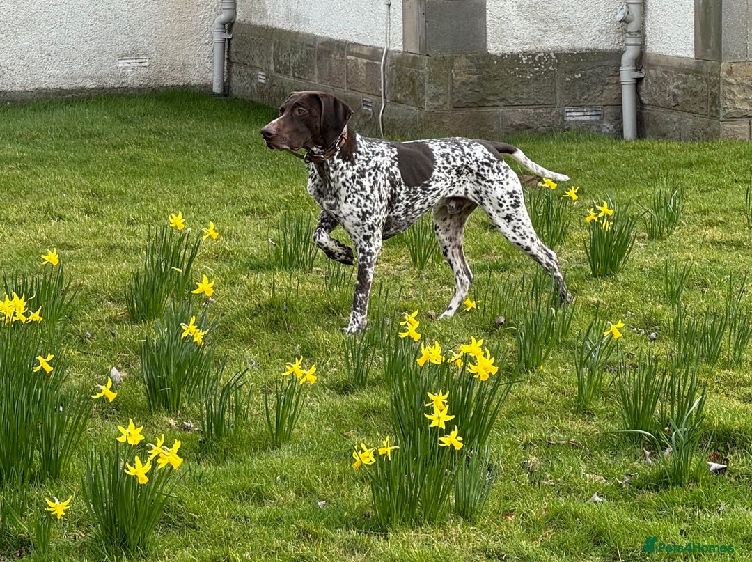 German Shorthaired Pointer dogs for stud: GSP for stud  - Image 1