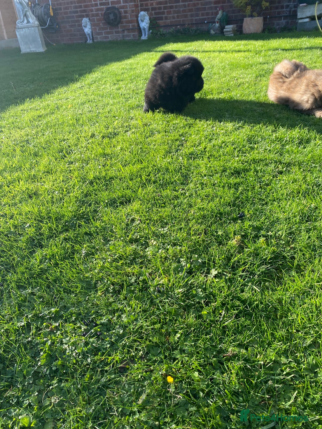 Chow Chow dogs for sale: Amazing chow chow puppies READY NOW  1 left  - Image 14