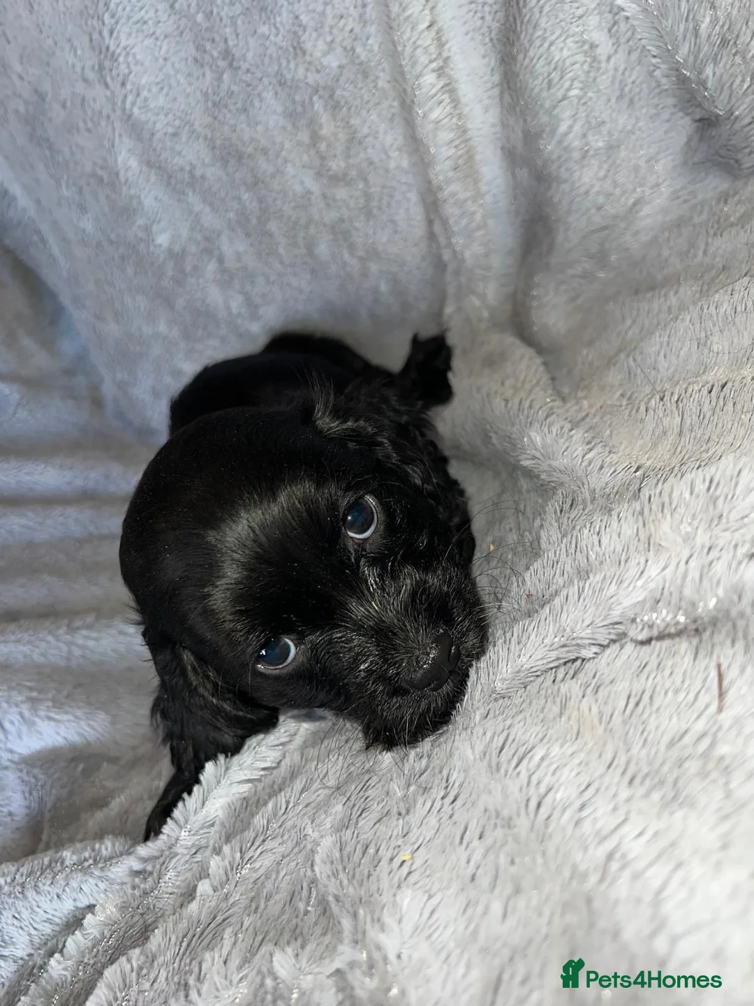 Cockapoo dogs for sale: Beautiful cockapoo puppy’s  - Advert 7