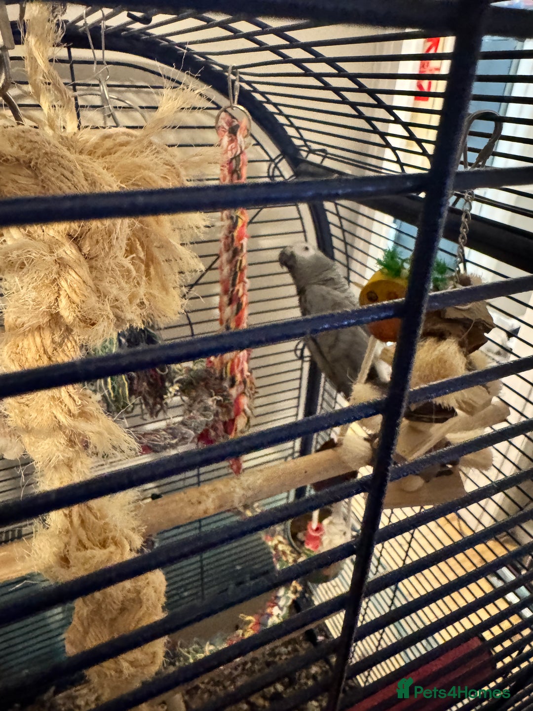 Parrots birds for sale: African Grey Parrot - Advert 4