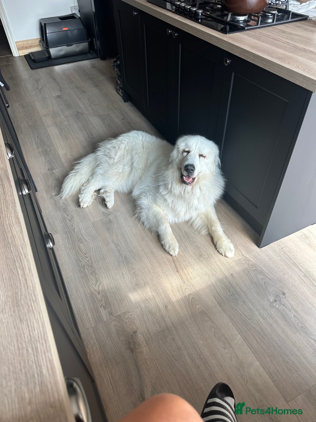 Pyrenean Mountain Dog dogs for sale: 3 Year Old Loving Girl  - Advert 11