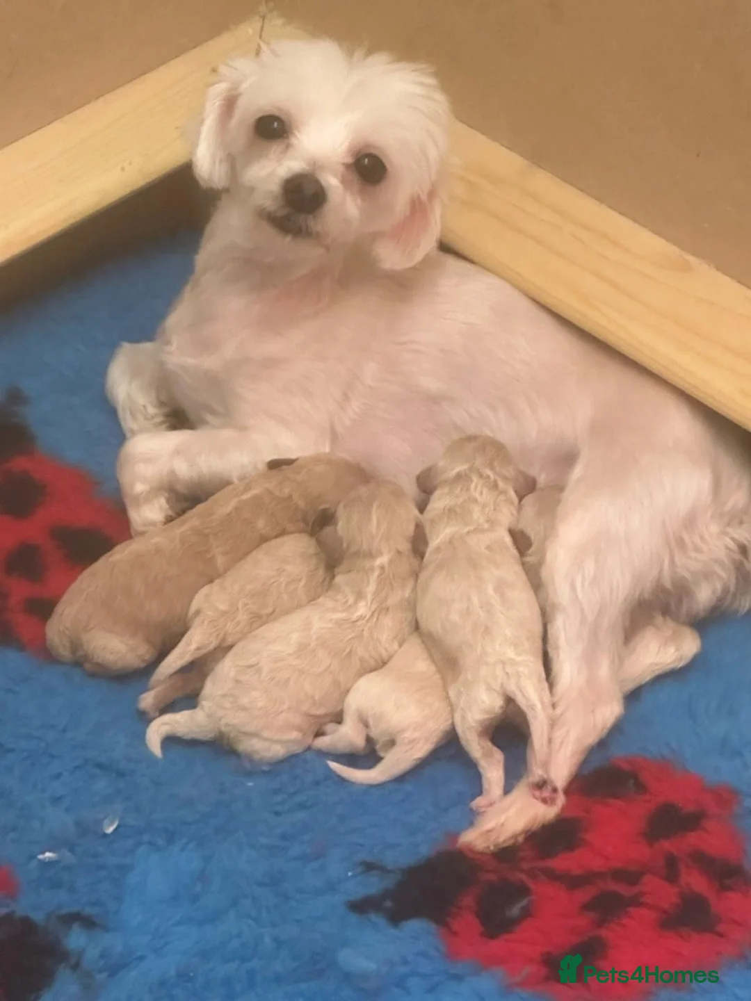 Maltipoo dogs for sale:  Maltipoo puppies ready to go in Doncaster - Advert 2