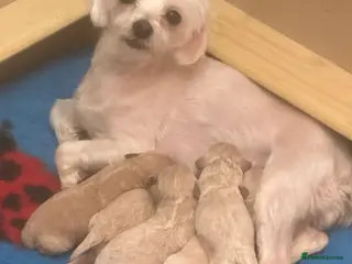 Maltipoo dogs Maltipoo puppies ready to go - Advert 2
