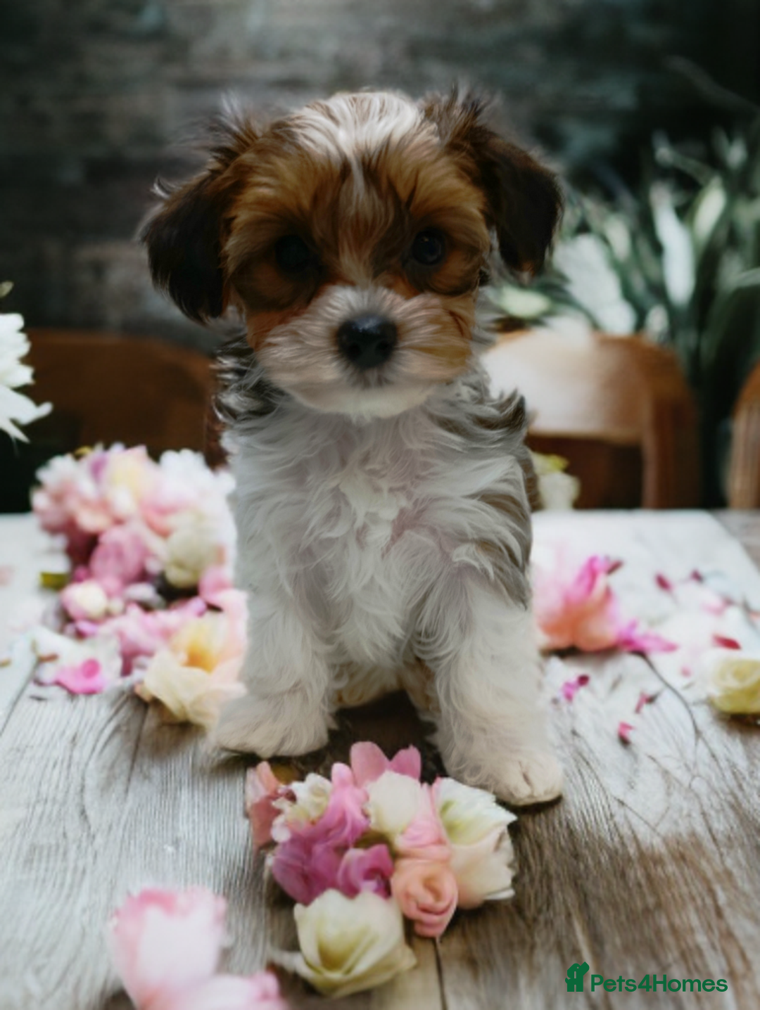 Yorkshire Terrier dogs for sale: Yorkshire terrier-Biro- Biewer-White Ocean Pearl🐶 - Advert 5