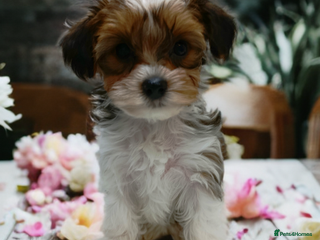 Yorkshire Terrier dogs Yorkshire terrier-Biro- Biewer-White Ocean Pearl🐶 - Advert 13