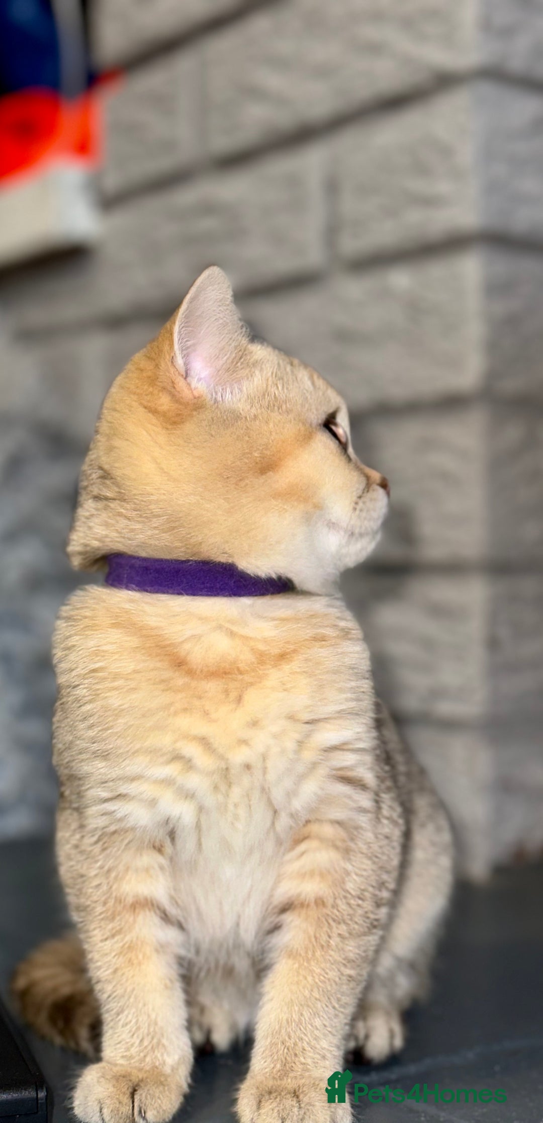 British Shorthair cats for sale: *READY NOW* TICA registered BSH kittens - Image 9