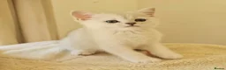 British Shorthair cats for sale: BRITISH SHORTHAIR KITTEN BLUE EYES  - Advert 35