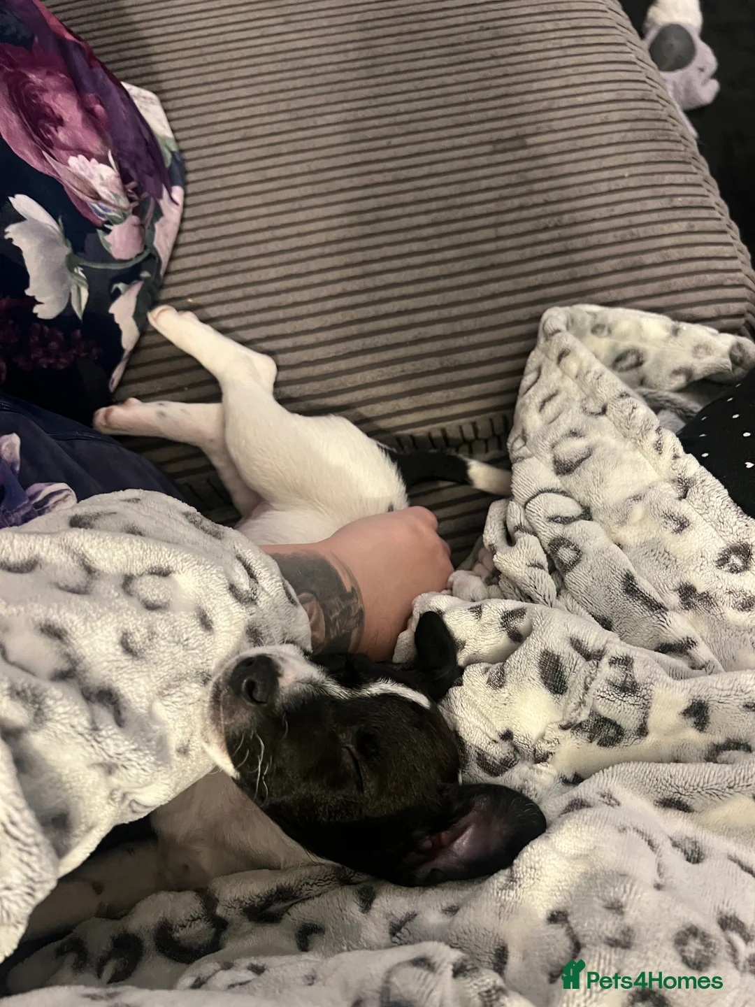 Jack Russell dogs for sale: Female Jack Russel  - Advert 12