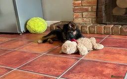 German Shepherd dogs for sale: 25 years experience  breeding German Shepherds - Image 22