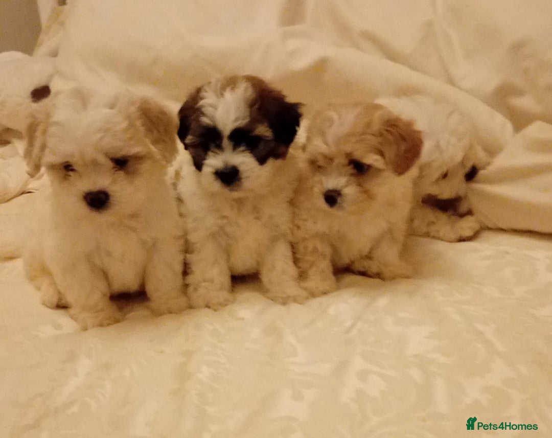 Cavachon dogs for sale: Cavachon puppies  - Image 7