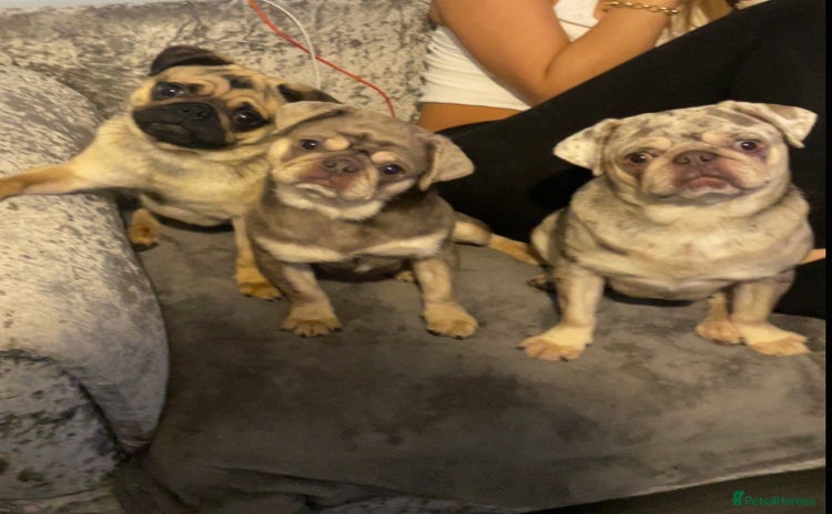 Pug dogs - Advert 1