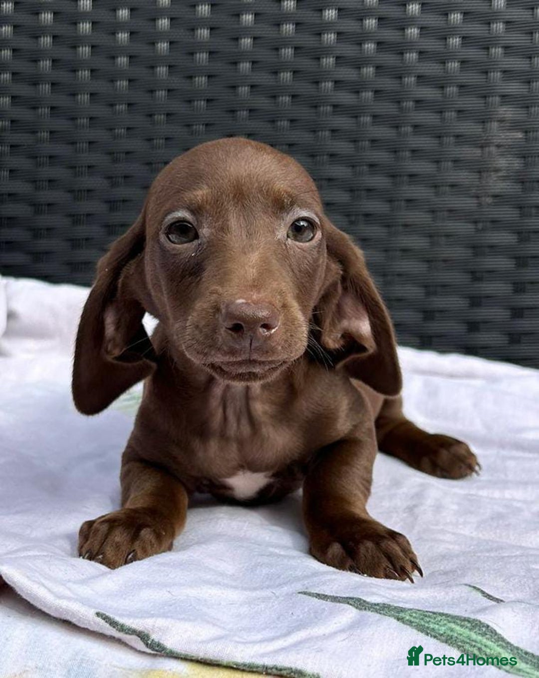 Dachshund dogs for sale: READY NOW MIX MINI DAXIS KC REG PRA CLR - Image 9