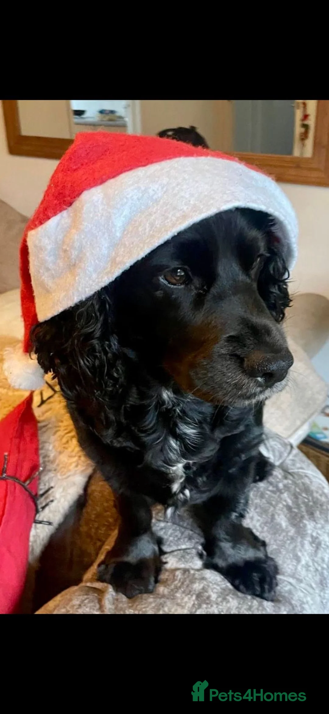 Mixed Breed dogs for sale: Beautiful cocker spaniel & Cavapoo puppies  in Bingley - Advert 1