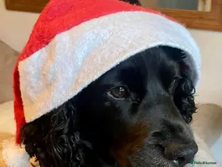 Mixed Breed dogs Beautiful cocker spaniel & Cavapoo puppies in Bingley - Advert 1