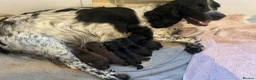 Cocker Spaniel dogs for sale: Working Cocker Spaniel  in Nottingham - Advert 1