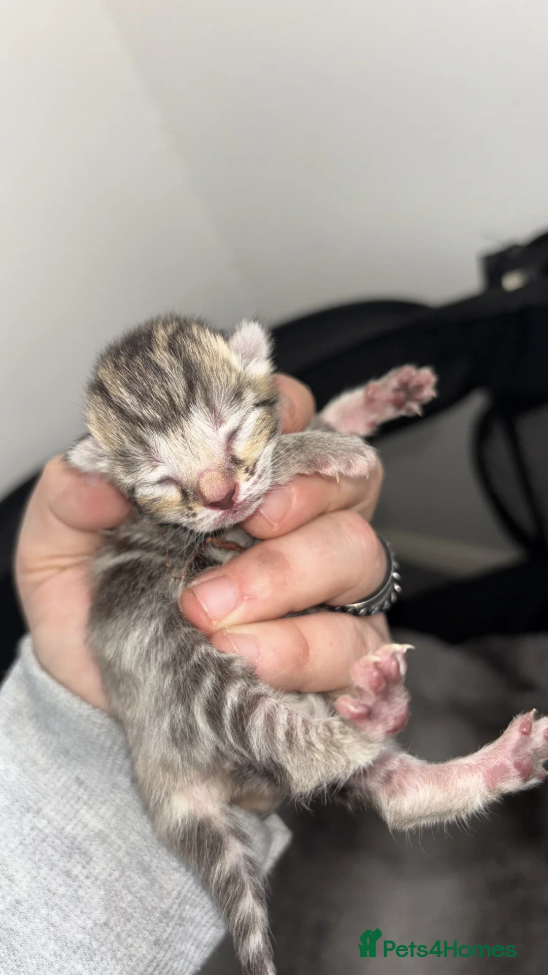 Mixed Breed cats for sale: Kittens  - Advert 2