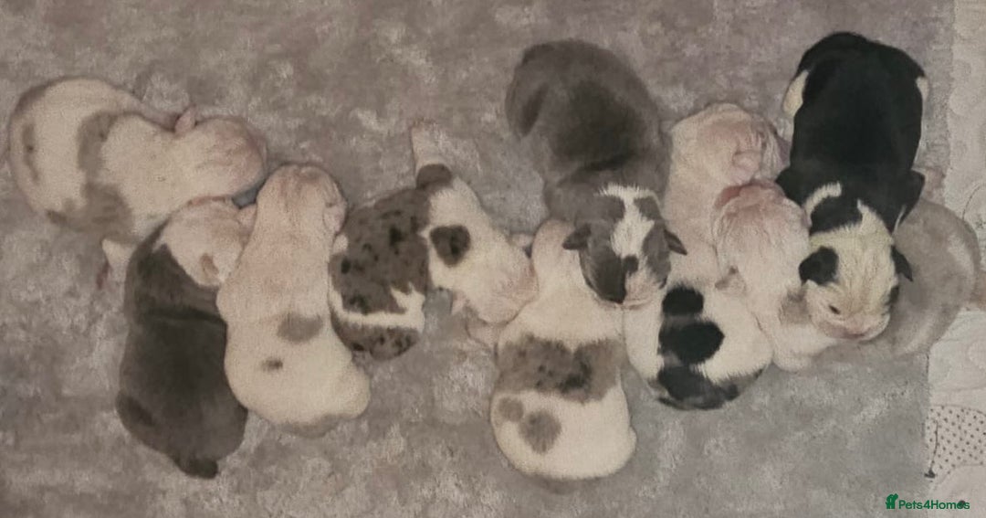 English Bulldog dogs for sale: 🌟 health tested parents 🌟 - Image 23