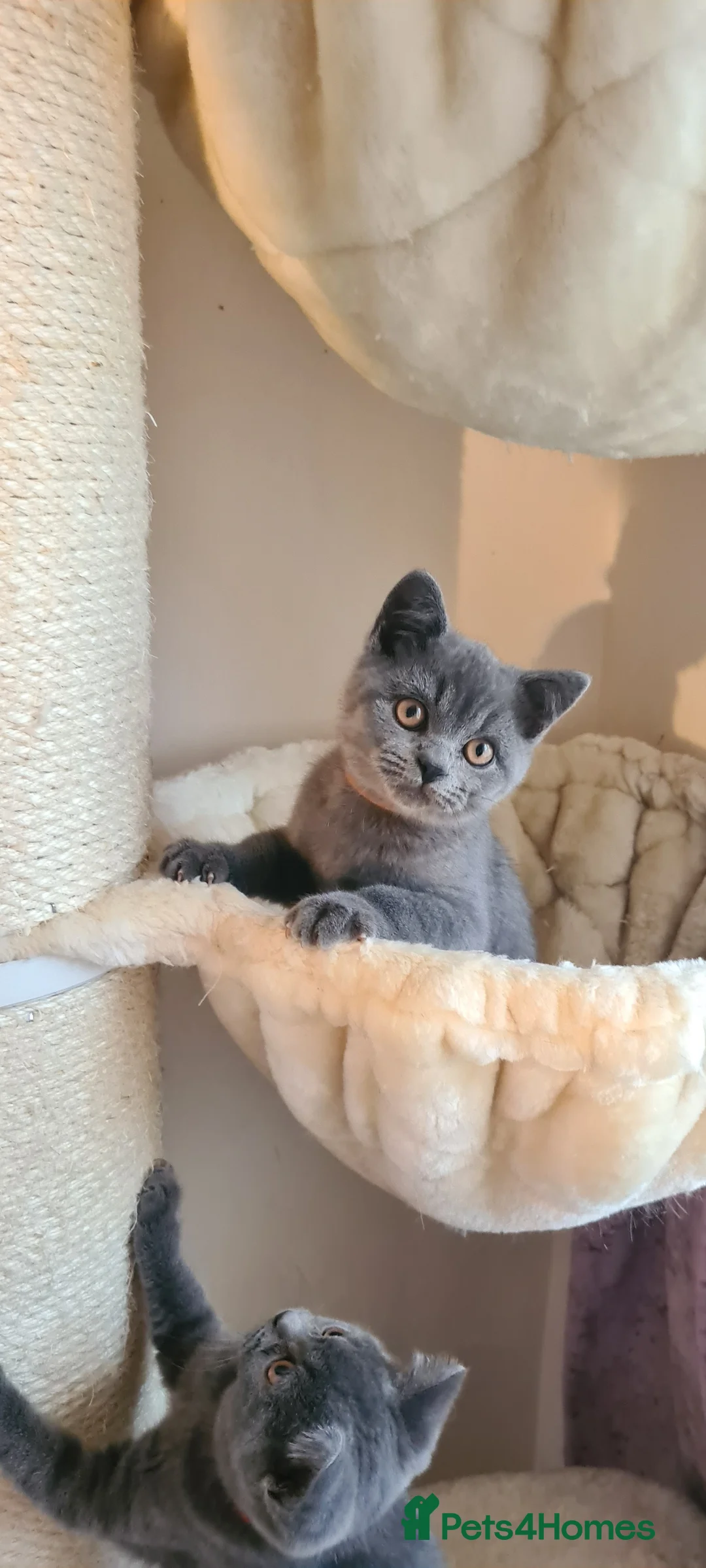 British Shorthair cats for sale: British shorthair blue kittens  - Advert 12