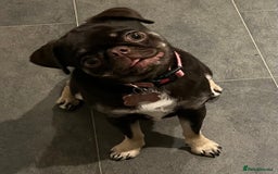 Pug dogs for sale: Tiny pug girl - Advert 15