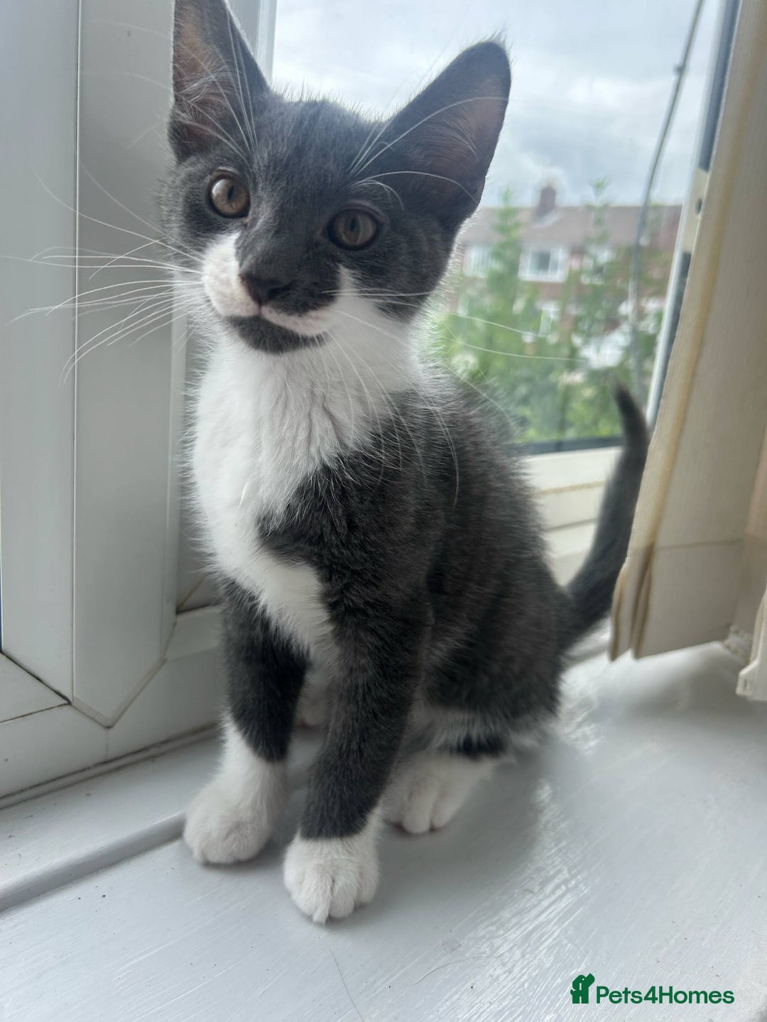 Mixed Breed cats for sale: Half Maine coon - Image 4
