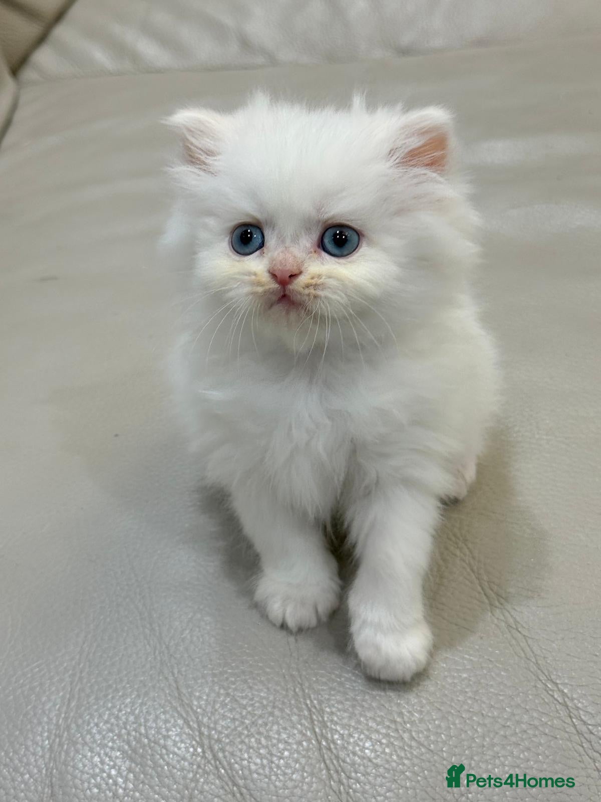 Persian cats Pure white Persian kitten - Advert 14