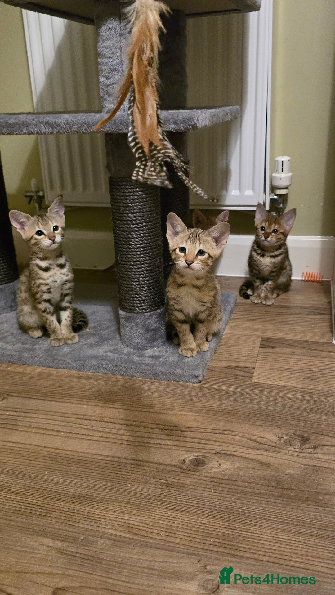 Savannah cats for sale: F3 Tica Registered Savannah Kittens  - Advert 7