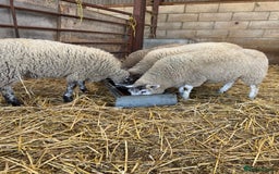 Sheep livestock for sale: Friendly weaned cade lambs - pet home / store  - Image 2