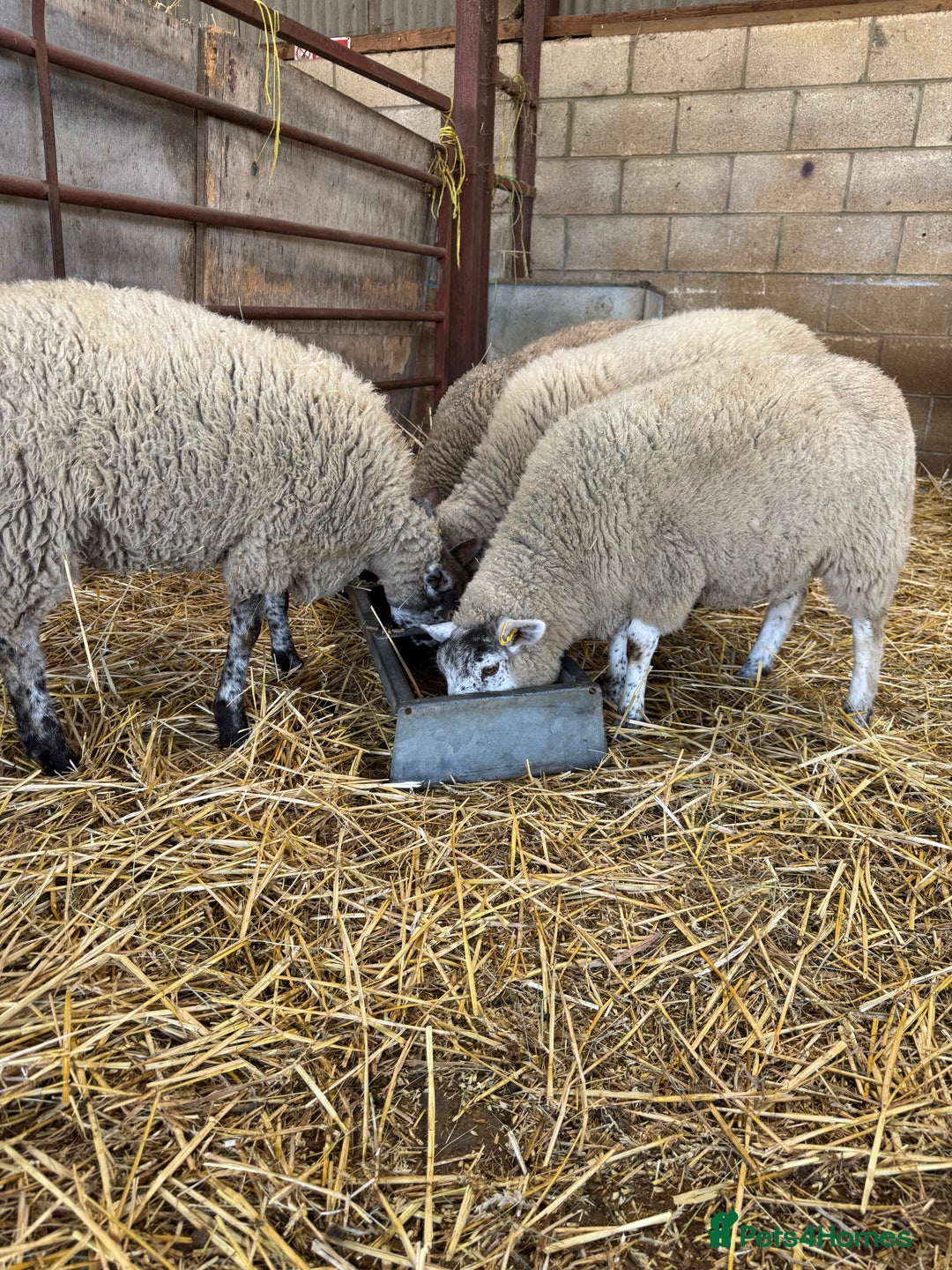 Sheep livestock for sale: Friendly weaned cade lambs - pet home / store  - Image 2