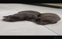 Borador dogs for sale: Beautiful Lab Collie Cross - Image 6