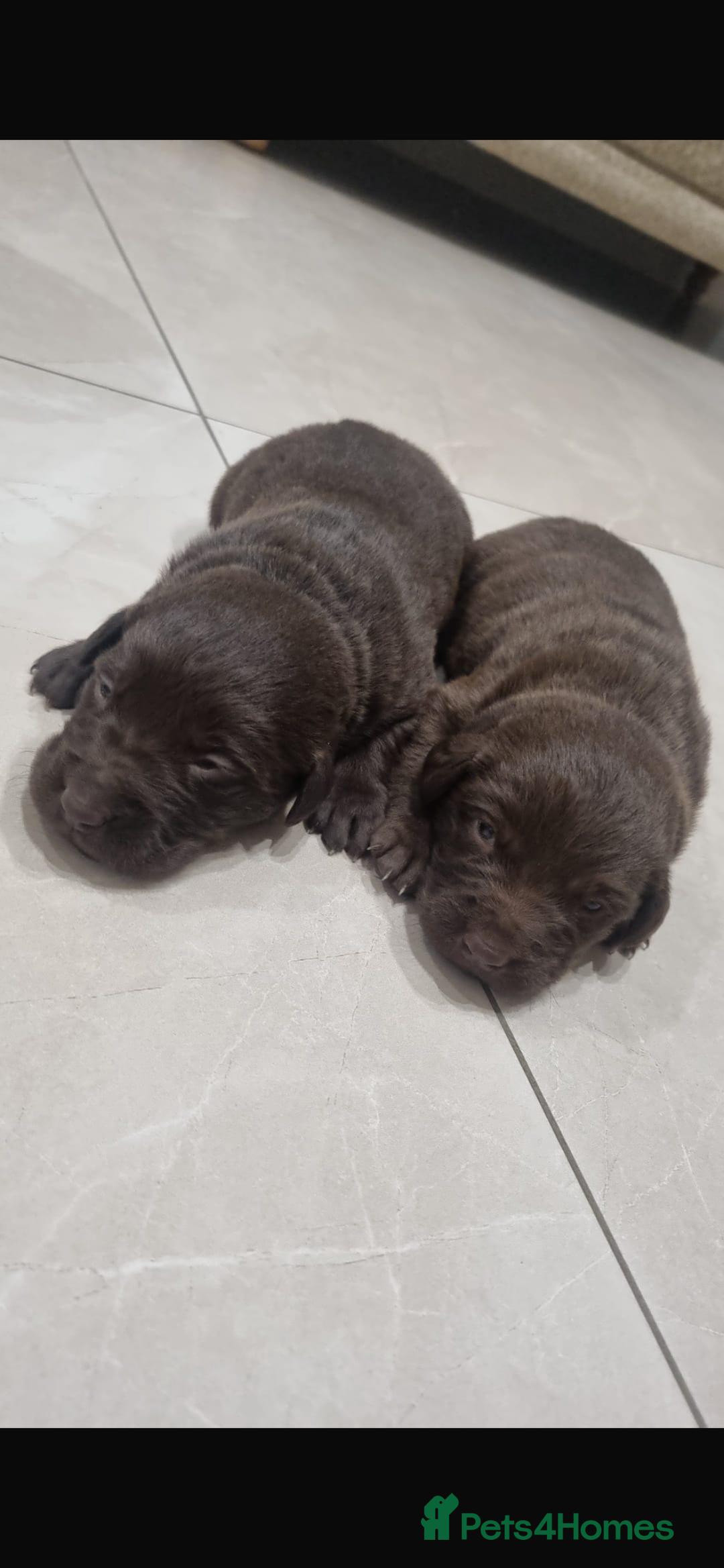 Borador dogs for sale: Beautiful Lab Collie Cross - Image 6