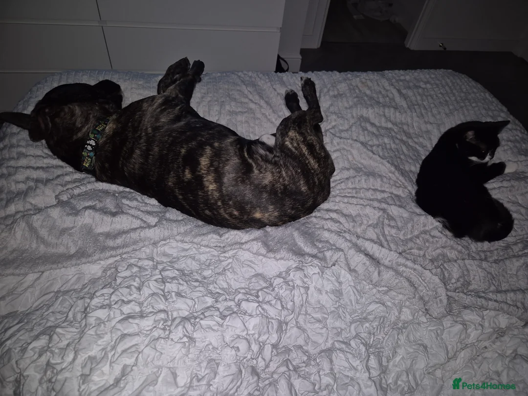 Mixed Breed dogs for sale: Staffy x Gerberian Shepsky - Advert 21