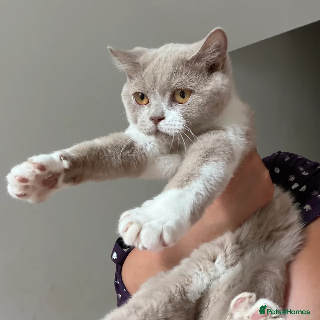 British Shorthair cats for sale: British shorthair fawn bicolour  - Advert 6
