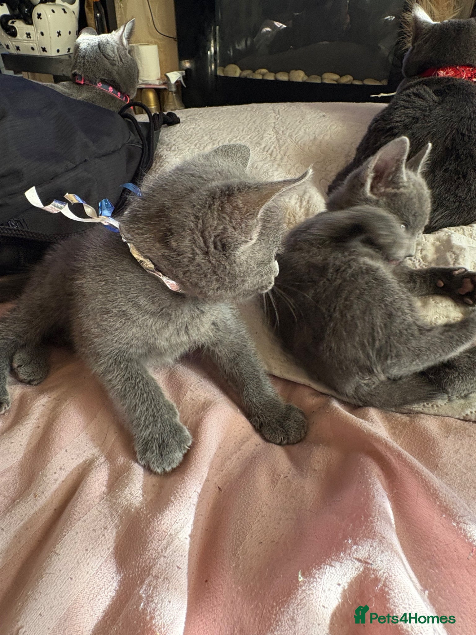 Russian Blue cats for sale: Blue Russian kittens - Advert 9