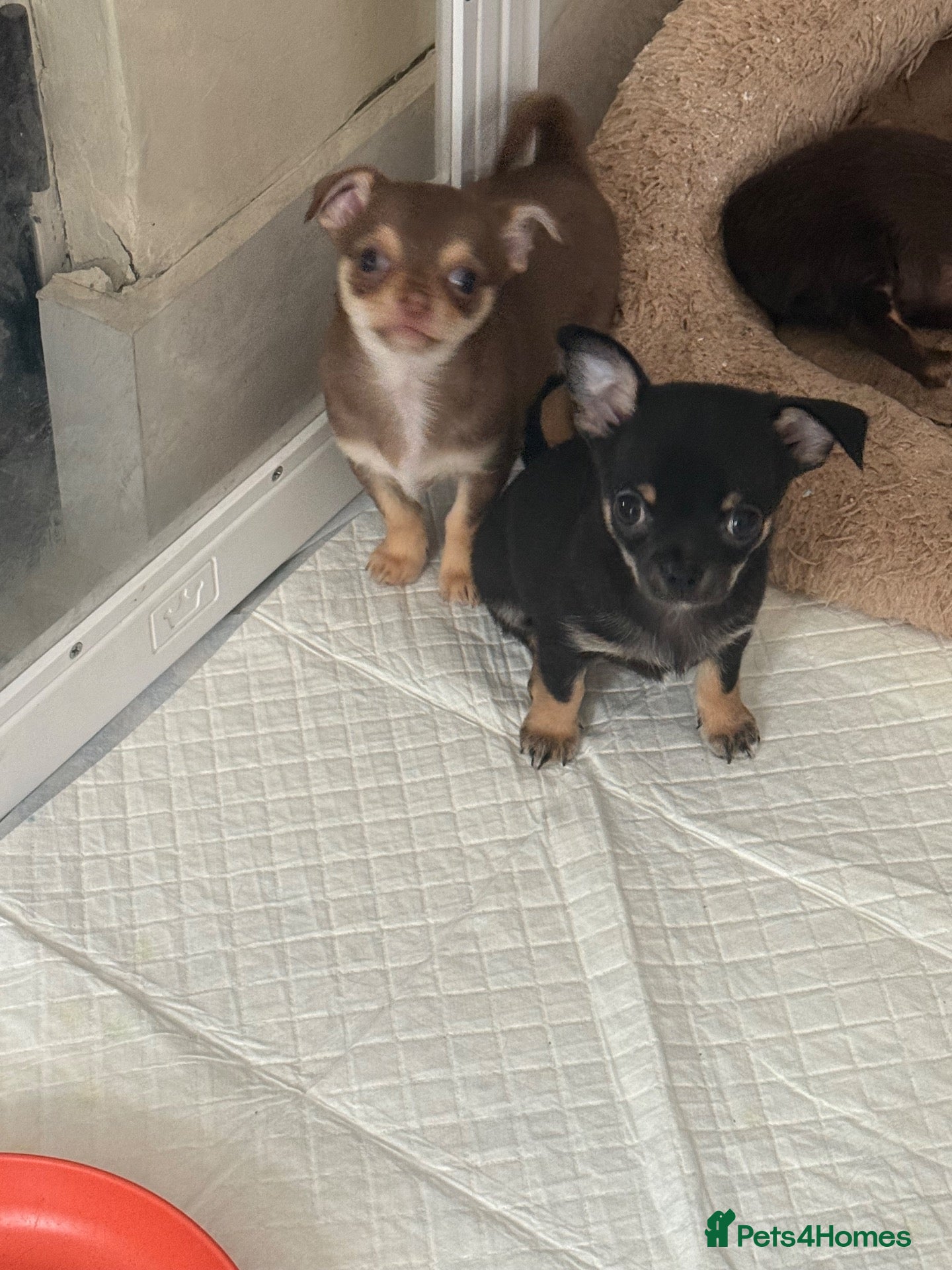 Chihuahua dogs Three little boys left - READY NOW 🙂 - Advert 2