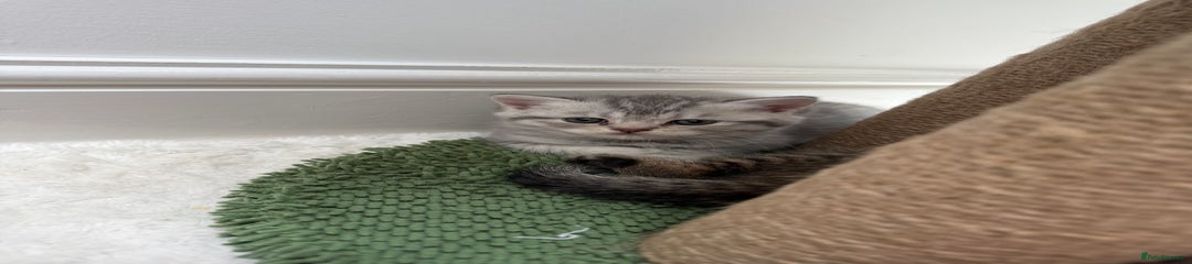 Scottish Straight Kitten 3