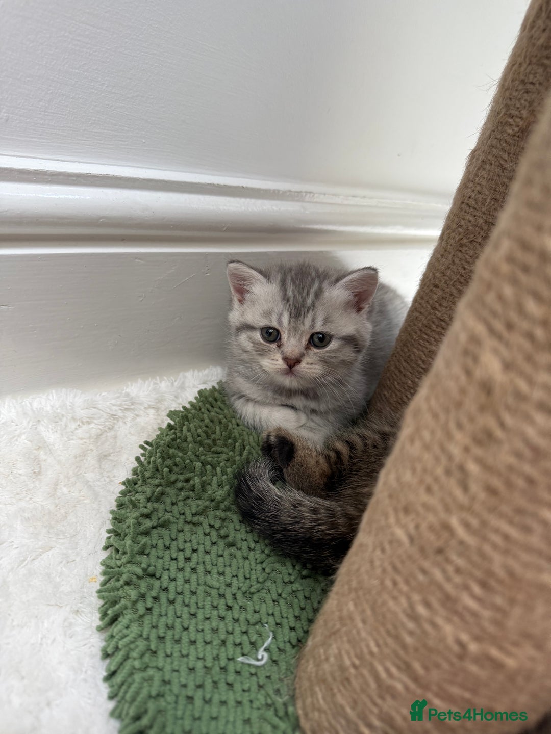 British Shorthair cats for sale: Stunning Scottish Straights - Image 19