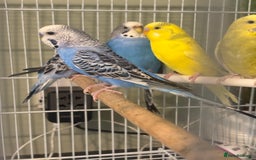 Budgerigars birds for sale: Budgies for sale  - Image 2
