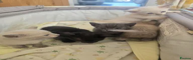 Siamese 4