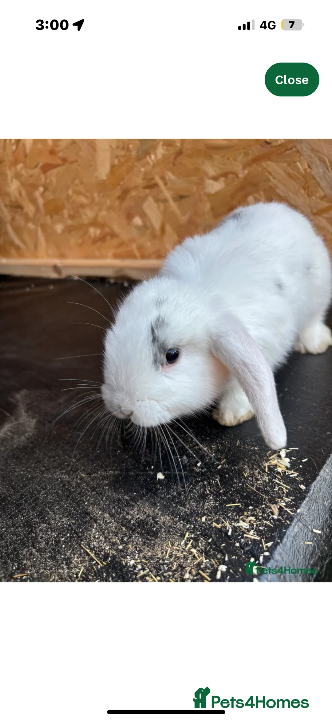 Mini Lop rabbits for sale: Bobbie the bunny  - Advert 2