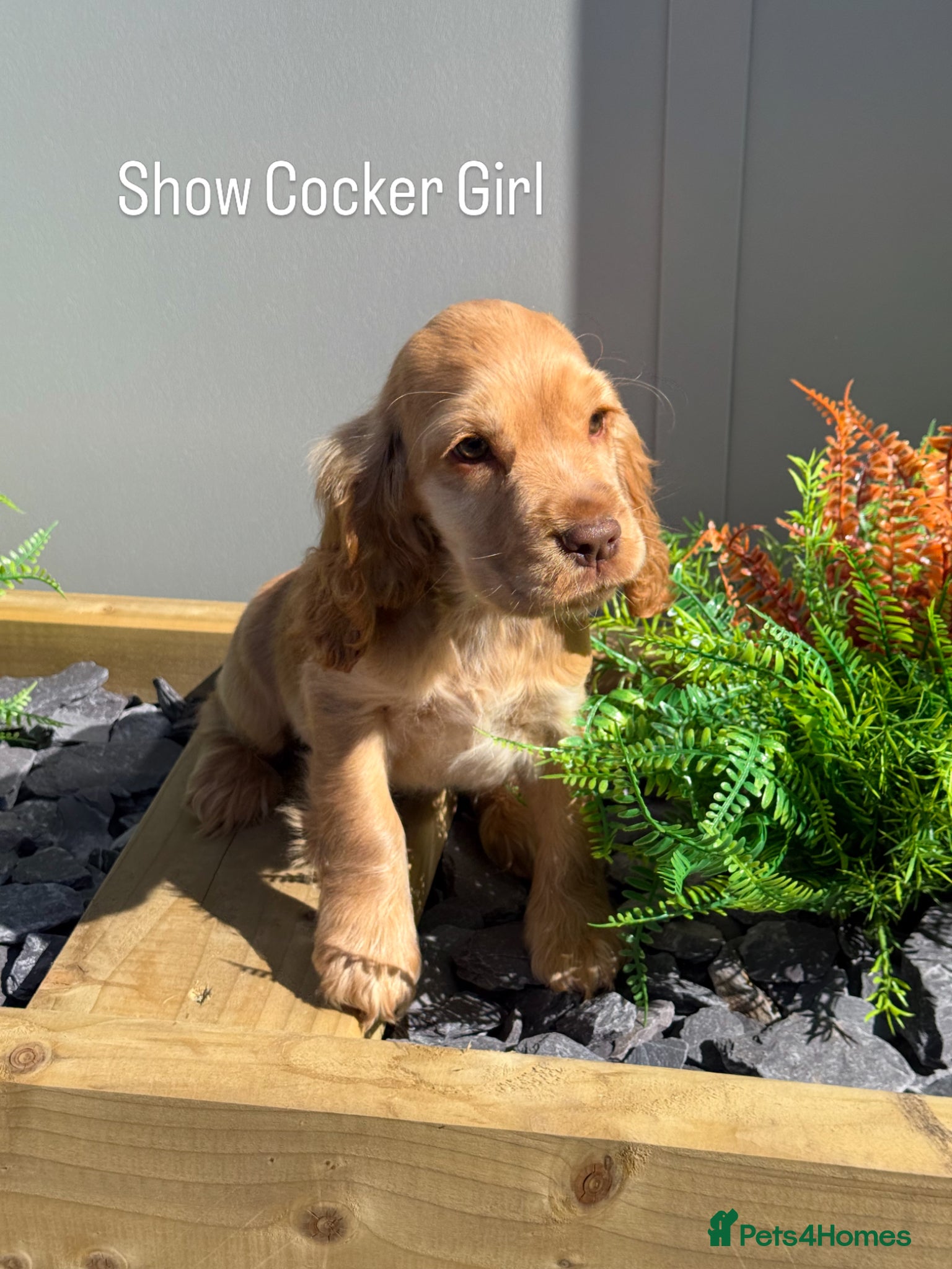 Cocker Spaniel dogs Stunning Show Cocker Spaniels  ready now  - Advert 6