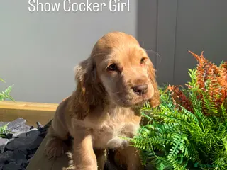 Cocker Spaniel dogs Stunning Show Cocker Spaniels ready now - Advert 6