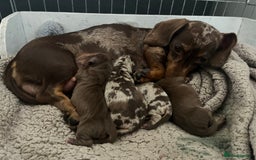Miniature Dachshund dogs for stud: Proven, KC, PRA clear, tested Miniature Dachshund in Hinckley - Image 13