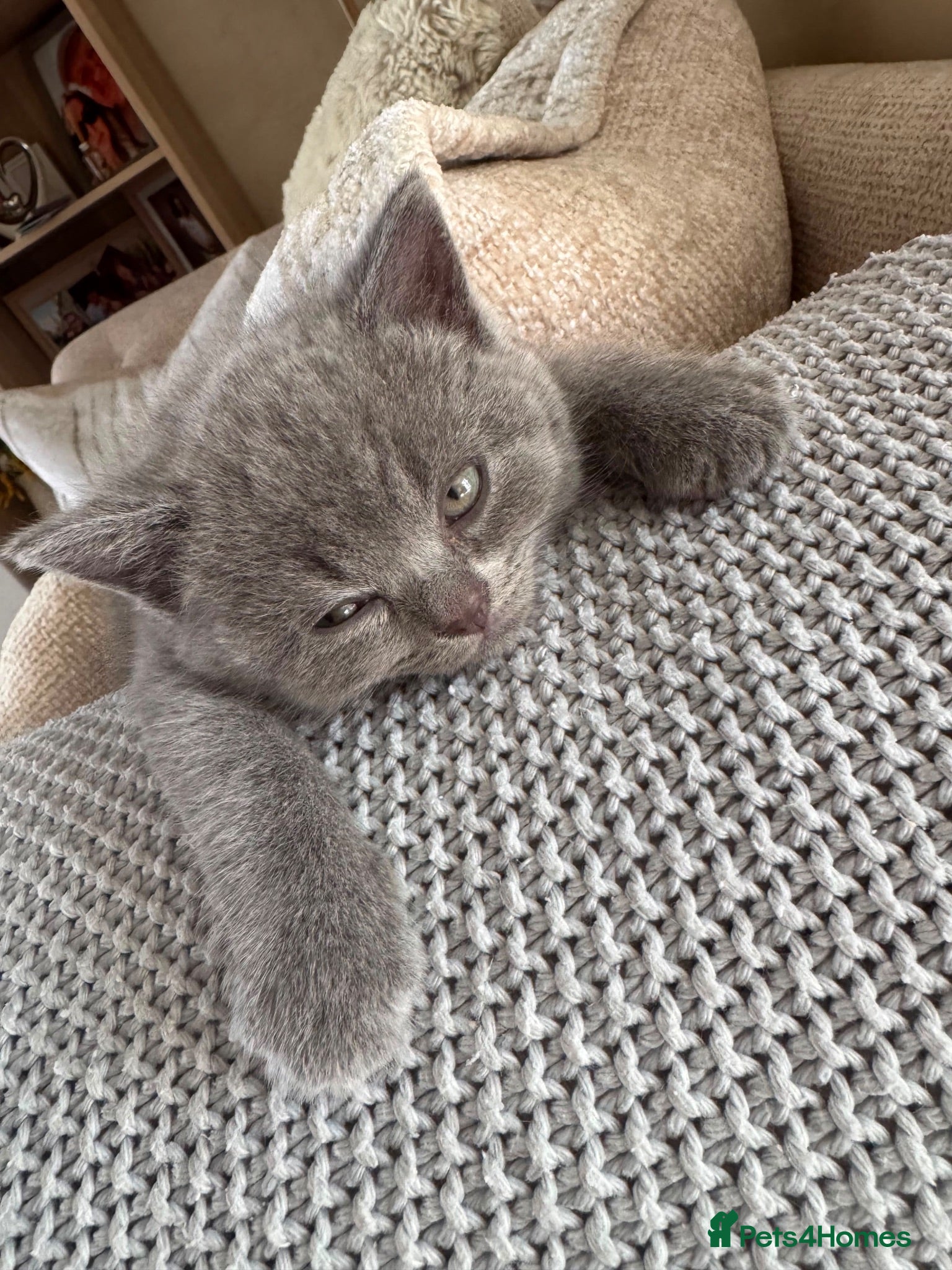 British Shorthair cats Beautiful British Shorthair Kittens  3 Girls 1 Boy - Advert 4