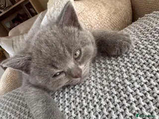 British Shorthair cats Beautiful British Shorthair Kittens 3 Girls 1 Boy - Advert 4