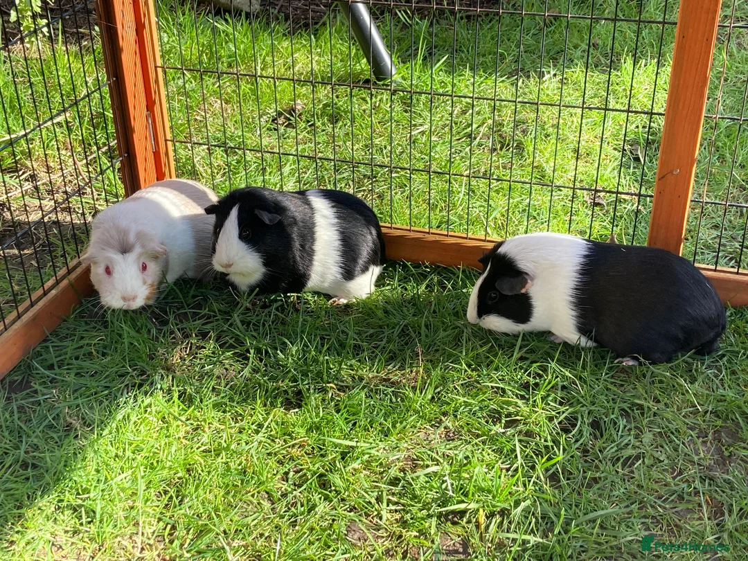 Guinea Pig rodents for sale: 3 Female bonded guinea pigs and set up, hutch etc. - Advert 4