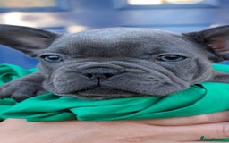 French Bulldog dogs for sale: Stunning French bulldog puppies 🐕 - Image 11