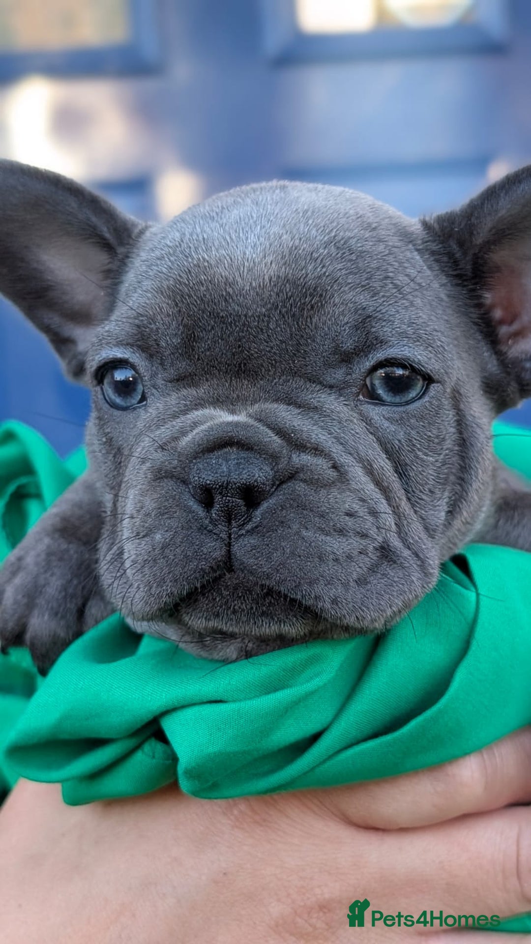 French Bulldog dogs for sale: Stunning French bulldog puppies 🐕 - Image 11